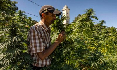 Produção de canábis legal em Marrocos