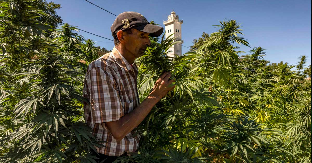 Produção de canábis legal em Marrocos