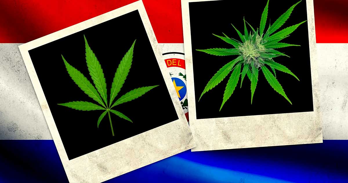 Cannabis no Paraguai