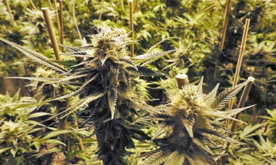 Foto de Cannabis Ruderalis