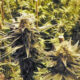 Foto de Cannabis Ruderalis
