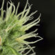 Pistilos de cannabis