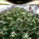 Regulamentação da cannabis para fins recreativos na Tailândia