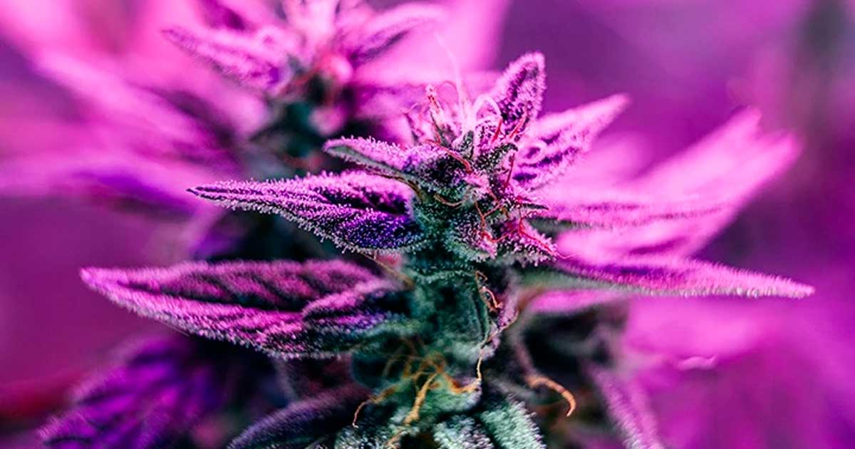 Limitar o THC na Califórnia