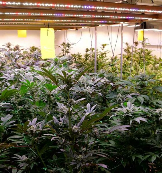 Produção no Cannabis Club na Alemanha
