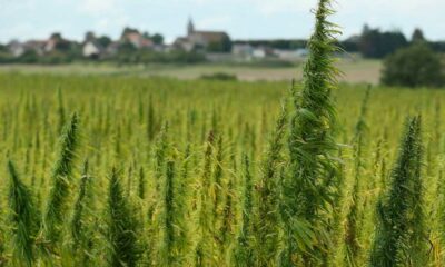 Licença de cultivo de cânhamo na Moldávia