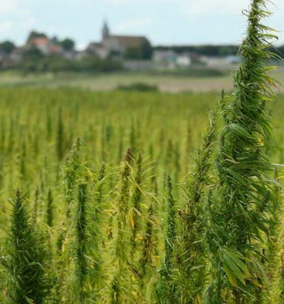 Licença de cultivo de cânhamo na Moldávia