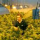 Legalização da canábis no Reino Unido