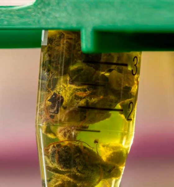 Estudo sobre o CBD e a epilepsia em Marrocos