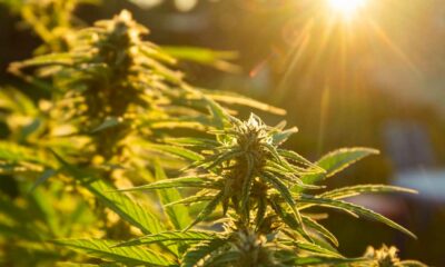 Auto-cultivo de cannabis em Espanha