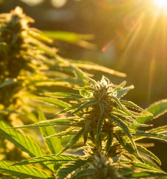 Auto-cultivo de cannabis em Espanha