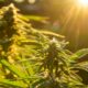Auto-cultivo de cannabis em Espanha