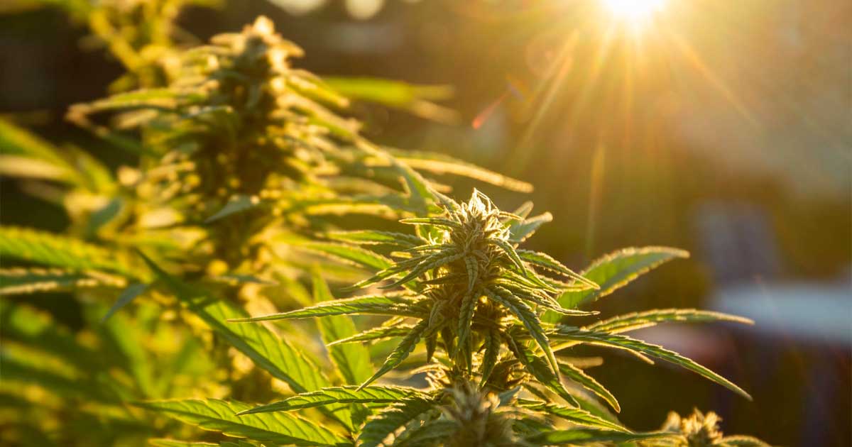 Auto-cultivo de cannabis em Espanha