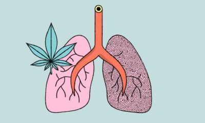 Estudo sobre o efeito da canábis e do tabaco no pulmão