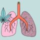 Estudo sobre o efeito da canábis e do tabaco no pulmão
