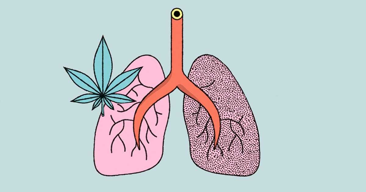 Estudo sobre o efeito da canábis e do tabaco no pulmão
