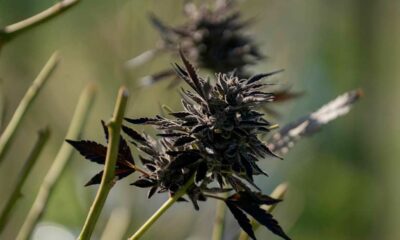 Importações de canábis medicinal para a Austrália