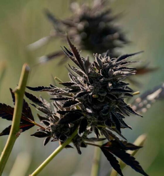 Importações de canábis medicinal para a Austrália