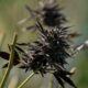 Importações de canábis medicinal para a Austrália