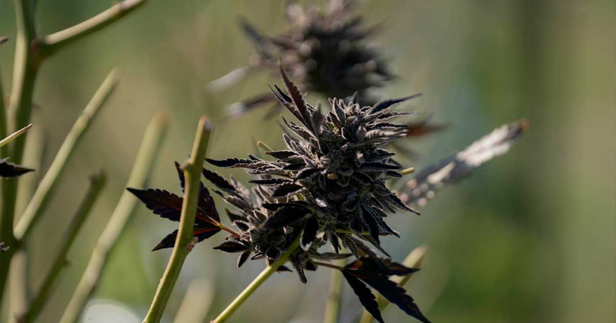 Importações de canábis medicinal para a Austrália