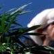 Cânhamo e canábis medicinal no Paquistão
