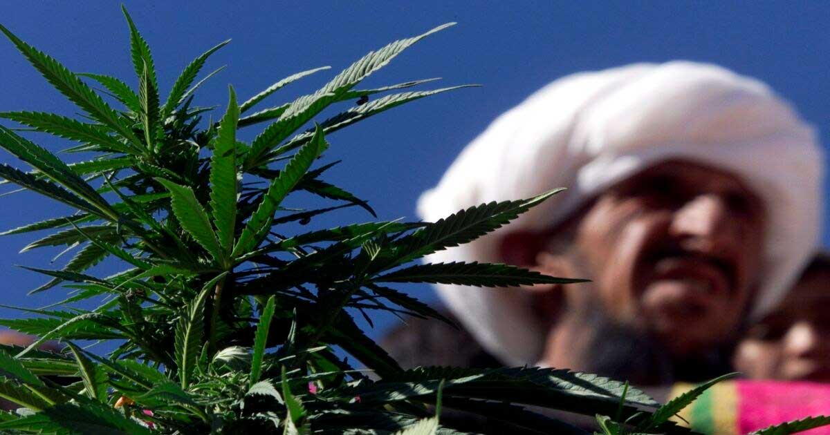 Cânhamo e canábis medicinal no Paquistão