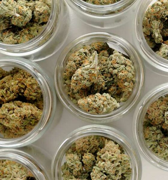 Flores CBD na Áustria