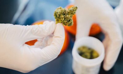 Cannabis nas farmácias na Alemanha