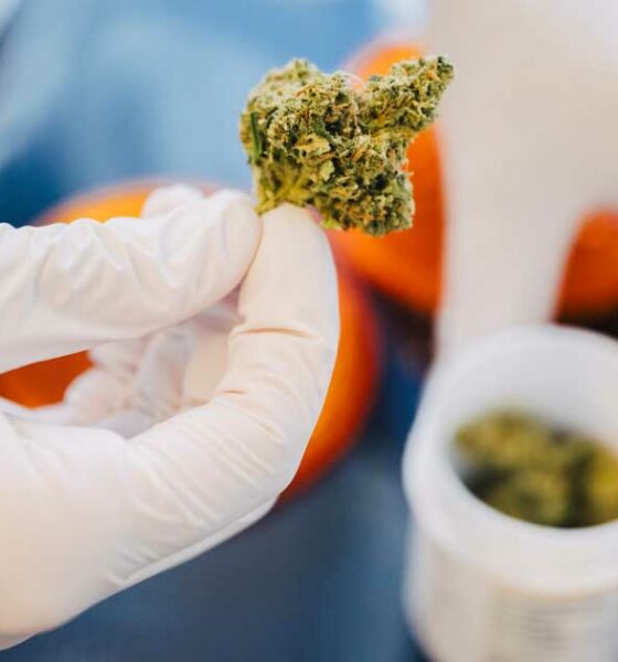 Cannabis nas farmácias na Alemanha