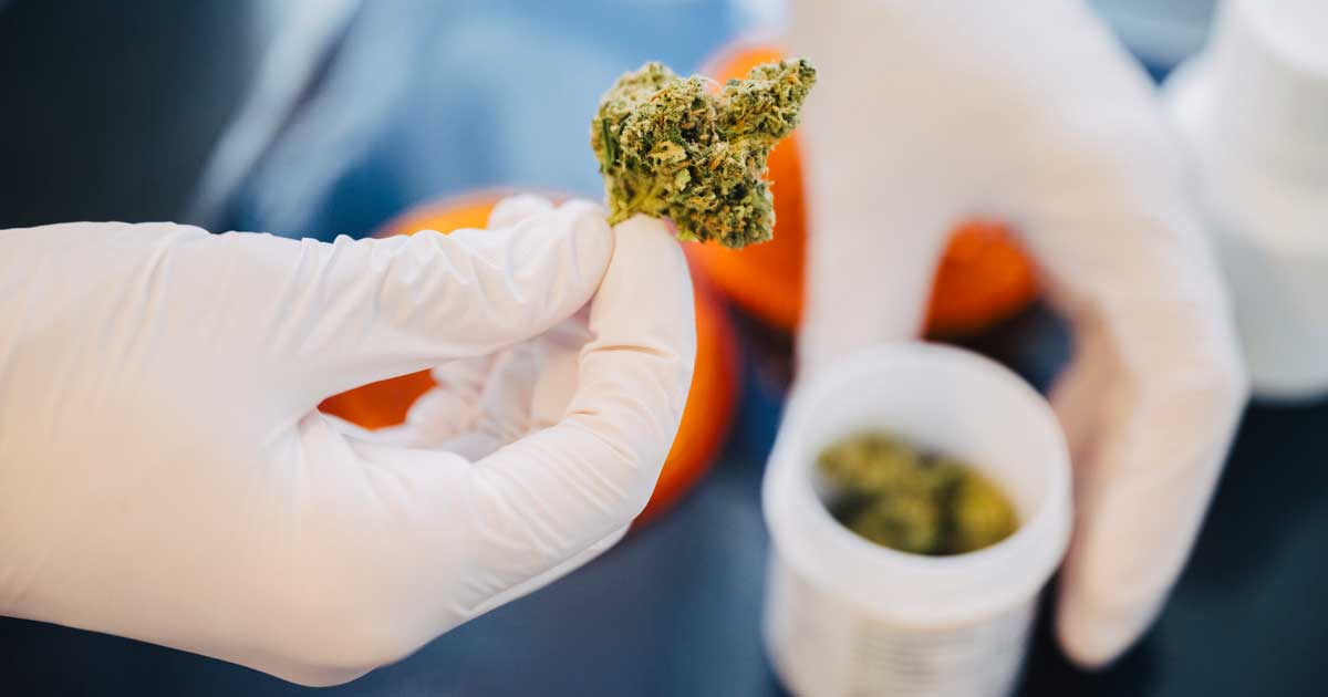 Cannabis nas farmácias na Alemanha