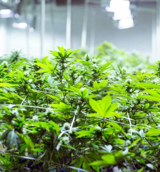 Auto-cultivo de cannabis na República Checa