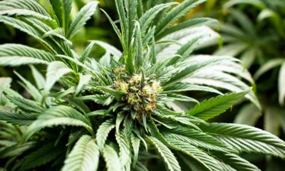 Utilizadores de cannabis na Europa
