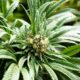 Utilizadores de cannabis na Europa