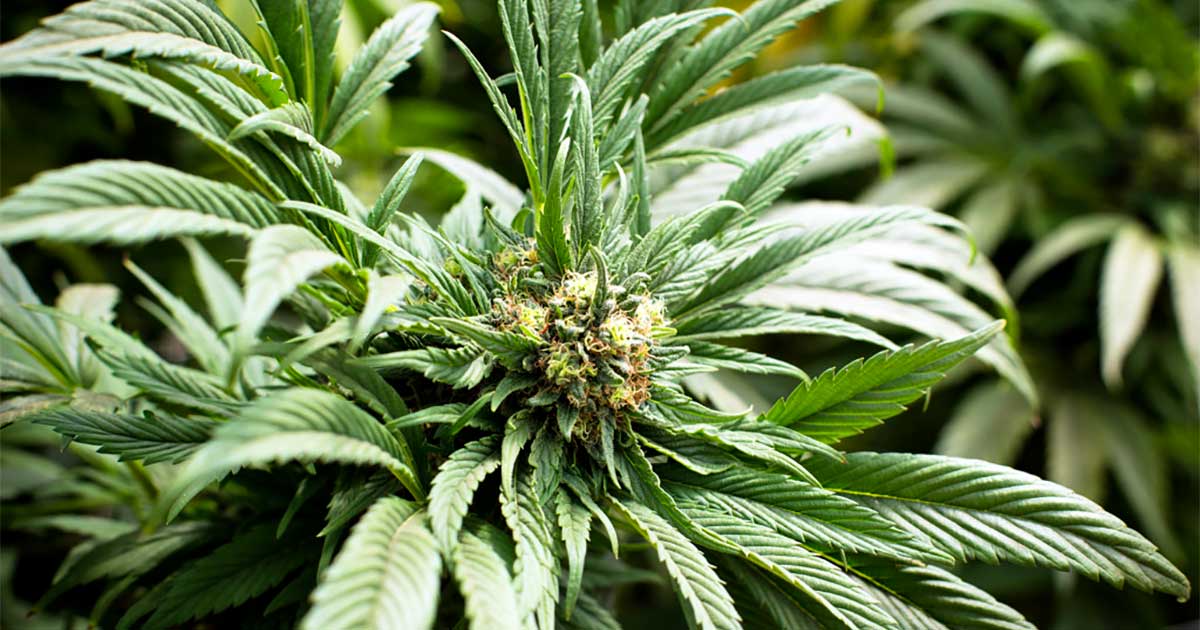 Utilizadores de cannabis na Europa