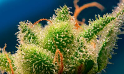 Monster Maker da Sweet Seeds