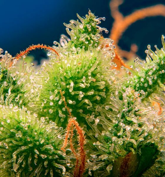 Monster Maker da Sweet Seeds