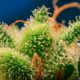 Monster Maker da Sweet Seeds