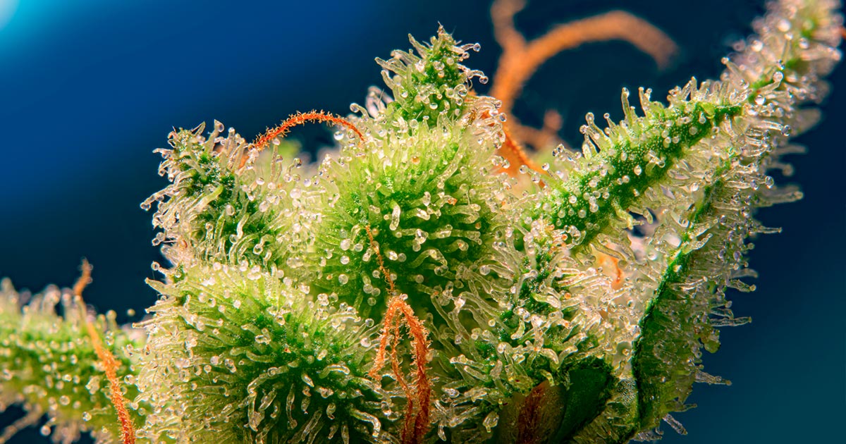 Monster Maker da Sweet Seeds