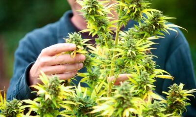 Sucesso da legalização da canábis em França