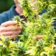 Sucesso da legalização da canábis em França