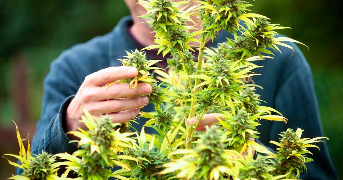 Sucesso da legalização da canábis em França