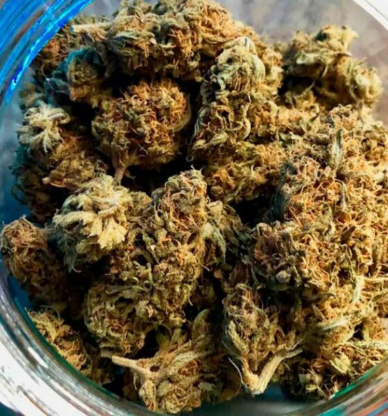 Direito à cannabis para os prisioneiros alemães