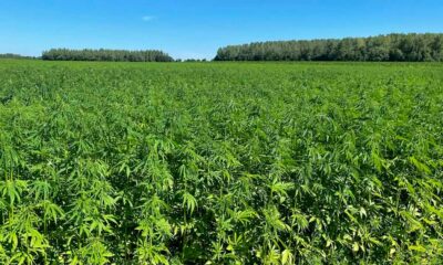 Limites de THC para o cânhamo na Europa