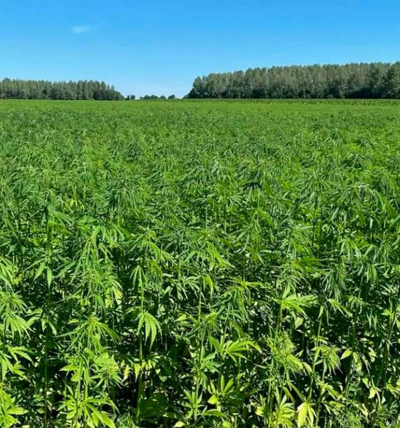 Limites de THC para o cânhamo na Europa
