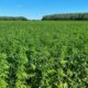 Limites de THC para o cânhamo na Europa