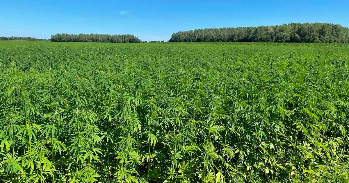 Limites de THC para o cânhamo na Europa