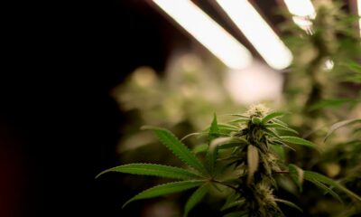 Senado checo legaliza a canábis