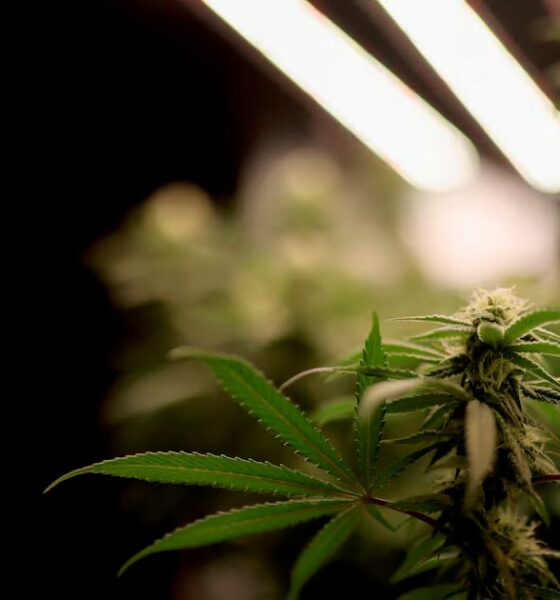 Senado checo legaliza a canábis