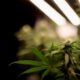 Senado checo legaliza a canábis