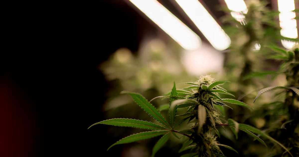 Senado checo legaliza a canábis